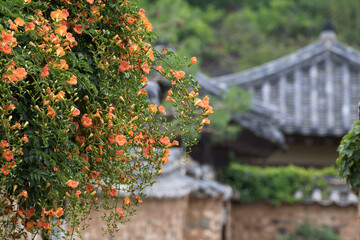 Beautiful trumpet creeper flower  in the early summer
