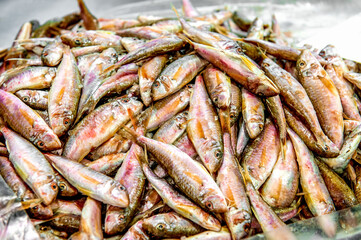 Surmullet Red mullet on ice at the fish and seafood market. Mediterranean fish and it is also the best ingredient of the diet. small delicious sea fish
