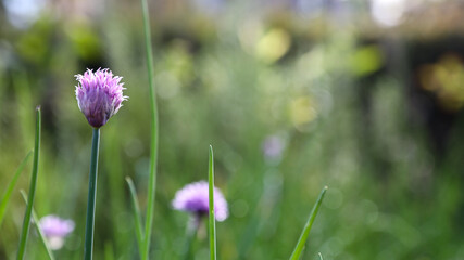 Weekend in Scotland © Daniele