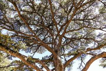 Coniferous tree in the park.