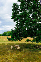 Sheep with lamb under a big tree