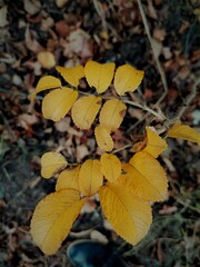 autumn leaves in the forest