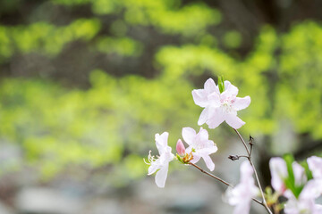 Beautiful Royal Azalea Flower during Spring season
