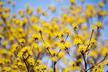 Spring Flower : Sansuyu flowers, knwon as Japanese cornlian cherry
