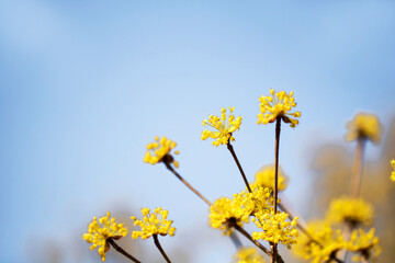 Obraz premium Spring Flower : Sansuyu flowers, knwon as Japanese cornlian cherry 