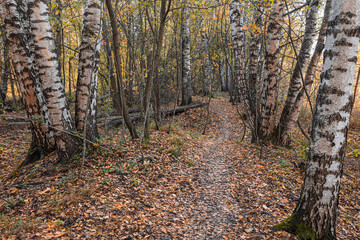 Autumn forest, path, on a sunny day . Finnish nature