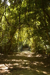 The old ruins of the Mayan town of Palenque in Chiapas, Mexico