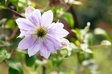 beautiful purple clematis in the garden. natural background with a copy of the space