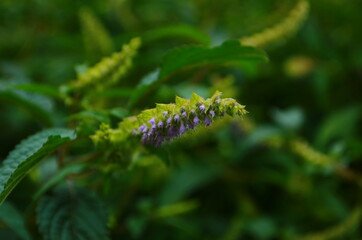 Anise hyssop or agastache foeniculum black adder purple flowers with green