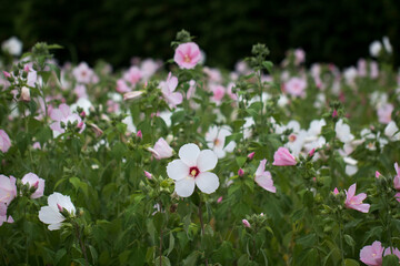 Fototapeta premium The beautiful Confederate rose 