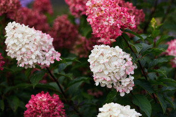 autumn. season. beautiful hydrangea flowers in the garden. the flowering plant is white to dark pink in color. close-up, soft focus