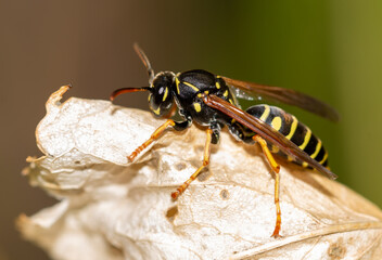 Close-up of a wasp on a yellow leaf