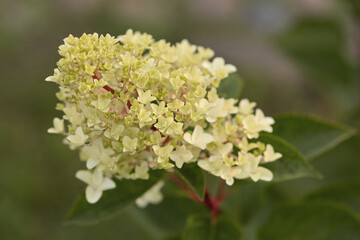 white hydrangea flower close - up on a green lawn background. autumn season