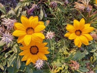 yellow flowers in the garden
