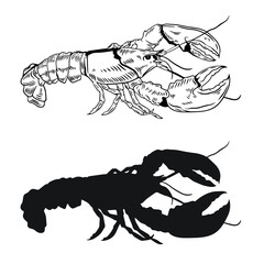 illustration of lobster