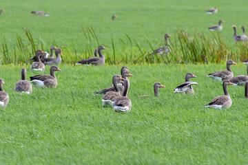 Graugänse im Gras