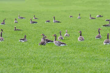 Graugänse im Gras