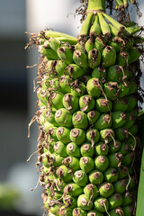 Close up of young banana fruits, Musa chiliocarpa