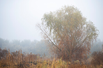 Obraz na płótnie Canvas Beautiful morning in the misty autumn forest. Autumn foggy forest. 