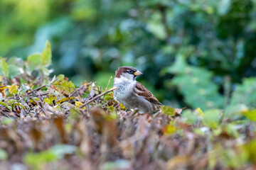 Spatz Sperling