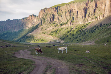 summer road in the mountains with walking cows