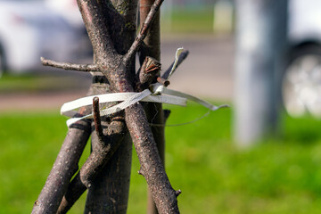 Branches of a tree tied with a white ribbon