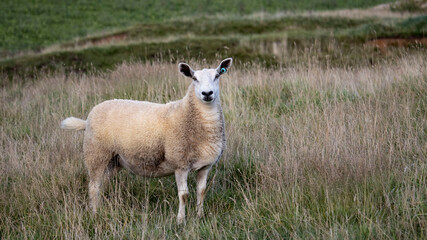 A Sheep standing in a meadow