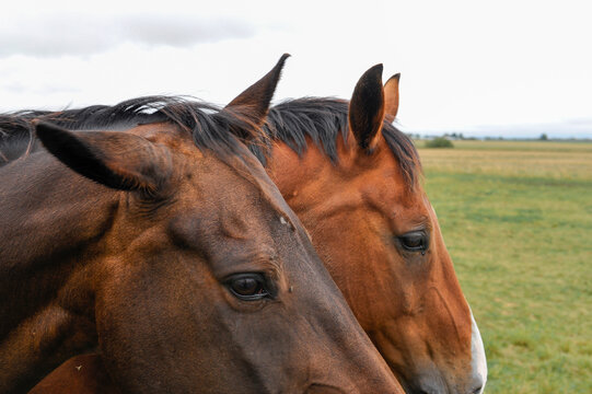 Two heads of horses that stands beside each other