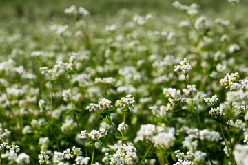 The beautiful buckwheat flowers in the field
