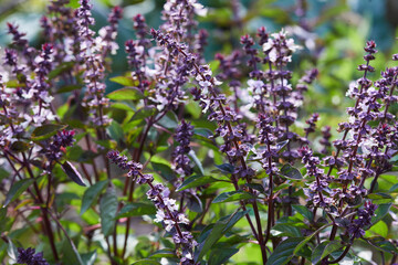 Fototapeta premium Blooming sprigs of basil growing outdoors in the garden in a sunny day