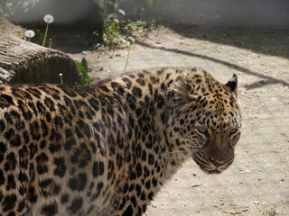 The Amur leopard stands on the sand and looks at the photographer.