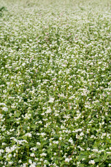 Obraz na płótnie Canvas The beautiful buckwheat flowers in the field 