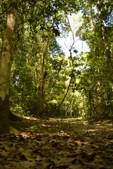 The old ruins of the Mayan town of Tikal in Guatemala, Central America