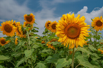 Plantação de girassol