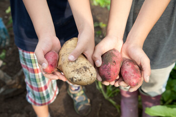 収穫した芋を持つ子供の手