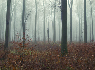 Foggy forest  landscape. Trees without foliage in the fog. Mystic trees under foggy sky in the autumn. Mystic scene in the forest. Germany, Brandenburg.