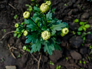 Chrysanthemums, sometimes called mums or chrysanths, are flowering plants of the genus Chrysanthemum in the family Asteraceae. They are native to East Asia and northeastern Europe.
