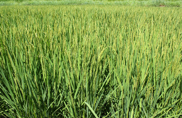 summer Green rice field.