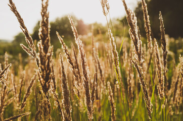 Close up of golden summer meadow grass during sunny morning.Bright summer or spring background for design.Selective focus.