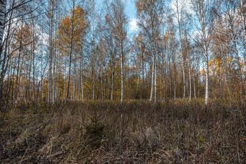 Fototapeta premium Colorful view of the autumn forest.