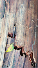 Natural textured background of old wood with crack and yellowed leaf