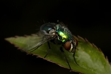 fly with dew on a leaf