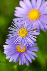 初夏に咲く紫色の花シオン