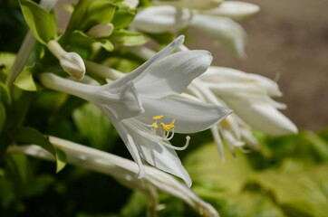 Bloomed flower of Fragrant plantain lily (Hosta plantaginea) garden plant