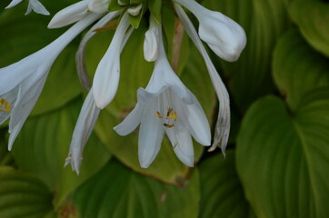 Bloomed flower of Fragrant plantain lily (Hosta plantaginea) garden plant