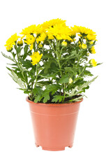 Bouquet of fresh yellow chrysanthemums in pot on white background