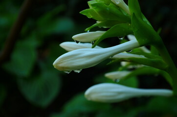 Bloomed flower of Fragrant plantain lily (Hosta plantaginea) garden plant