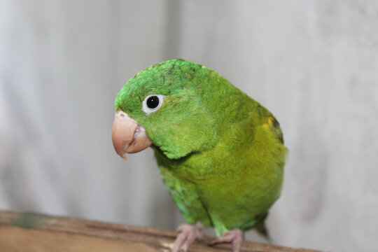 Perico Bilder Durchsuchen 1,605 Archivfotos, und