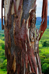 Eucalyptus trunk, Minas Gerais, Brazil