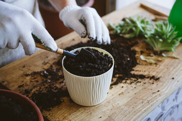 Home garden. How to Transplant Repot a Succulent, propagating succulents. Woman gardeners hand...